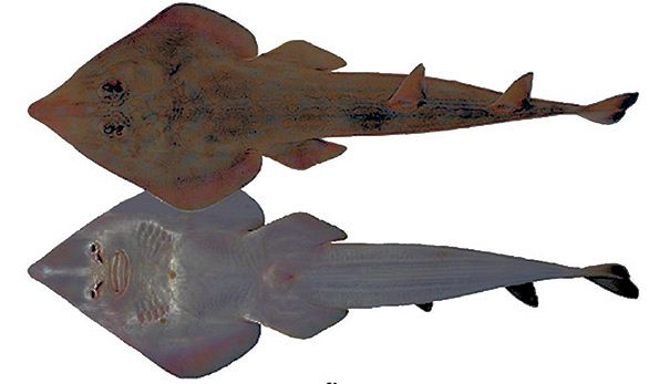 Rhinobatos (Rhinobatos) rhinobatos _03.jpg